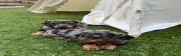Miniature Dachshund dogs for sale: KC champion miniature short coat dachshund    in Preston - Advert 2