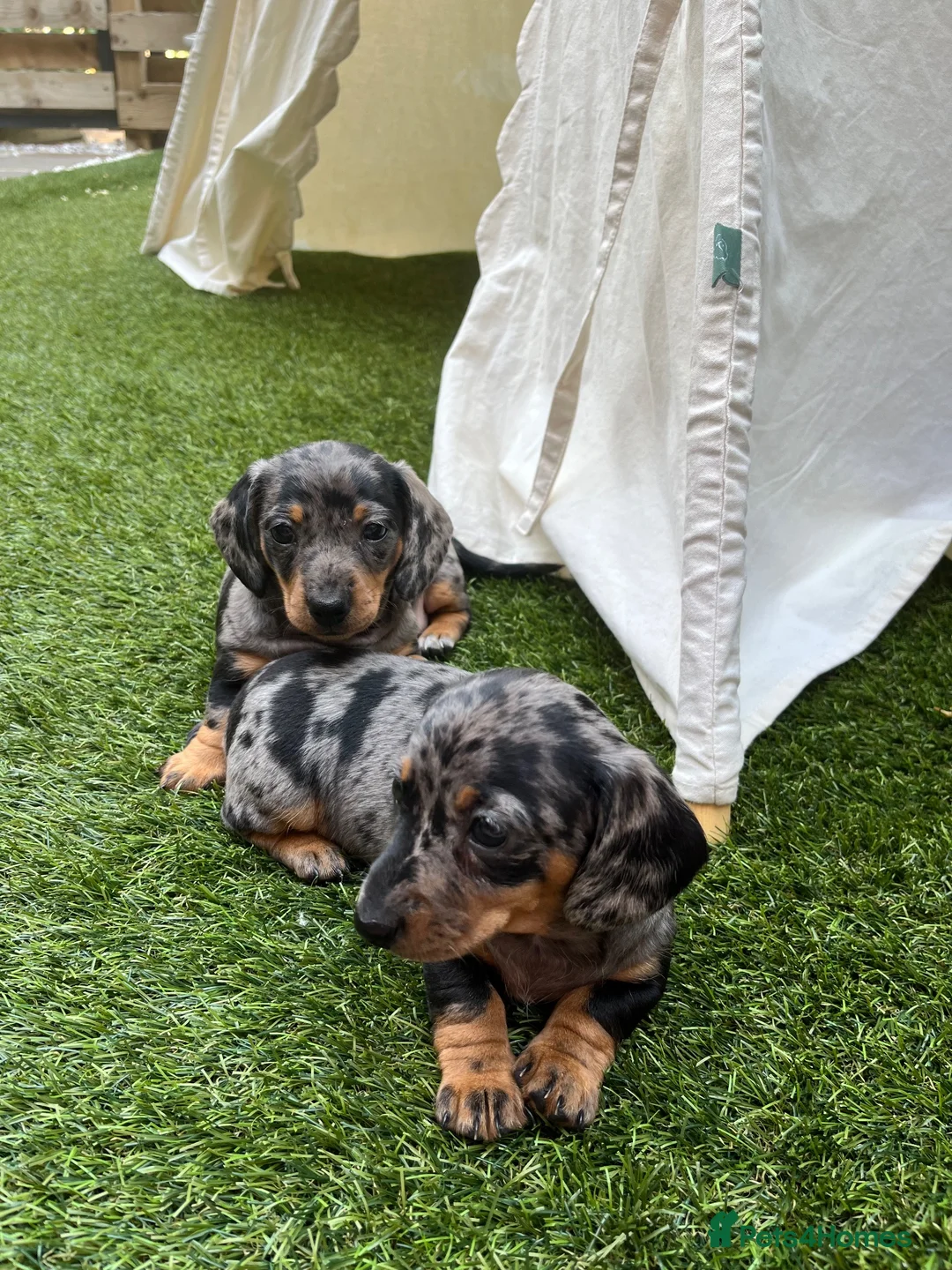 Miniature Dachshund dogs for sale: KC champion miniature short coat dachshund    in Preston - Advert 2