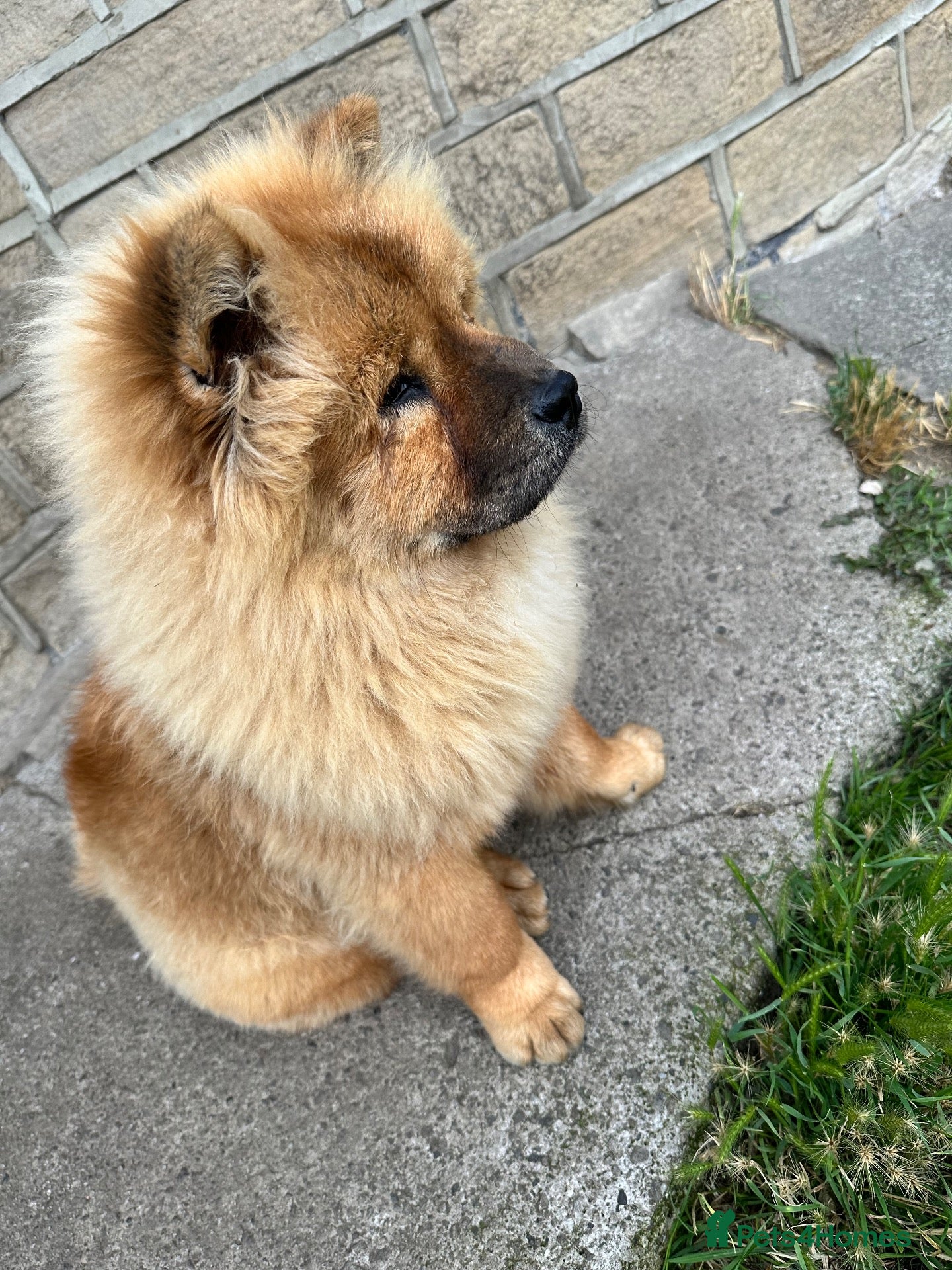Chow Chow dogs Chow chow  - Advert 2