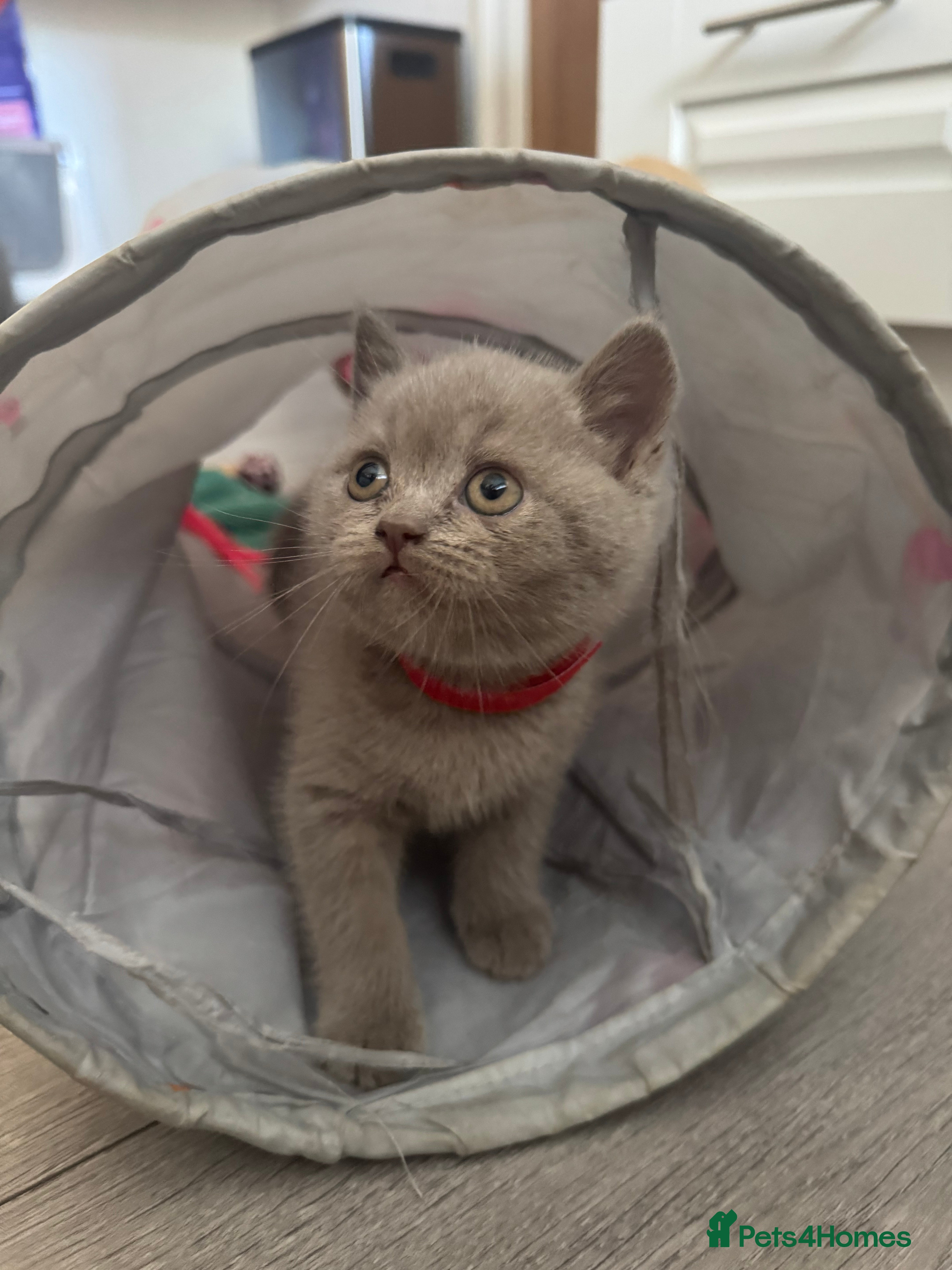 British Shorthair cats 4 British Shorthair Kittens For Sale - Advert 2