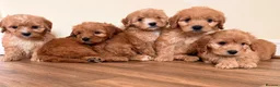 Cockapoo dogs for sale: Beautiful puppies ready to go  - Advert 6