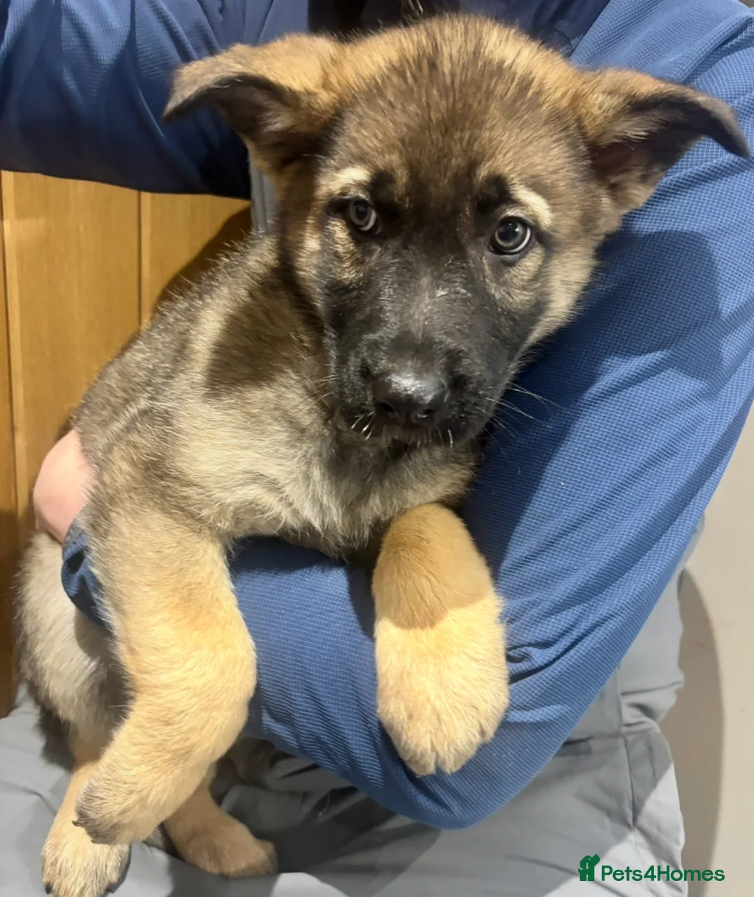 German Shepherd dogs for sale: Beautiful German Shepard puppies - Advert 9