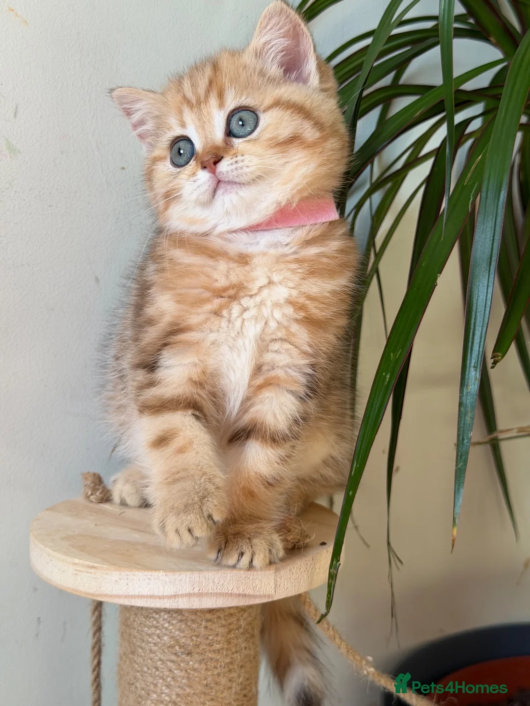British Shorthair cats for sale: British Shorthair golden blue eyed kittensGCCF - Advert 2