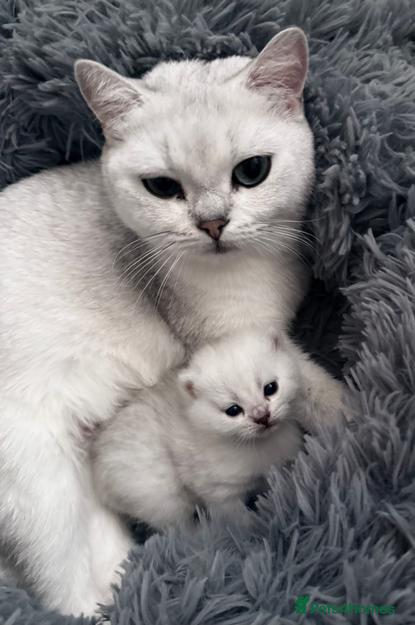 British Shorthair cats GCCF Champion Line BSH Silver/Black Tipped kittens - Advert 2