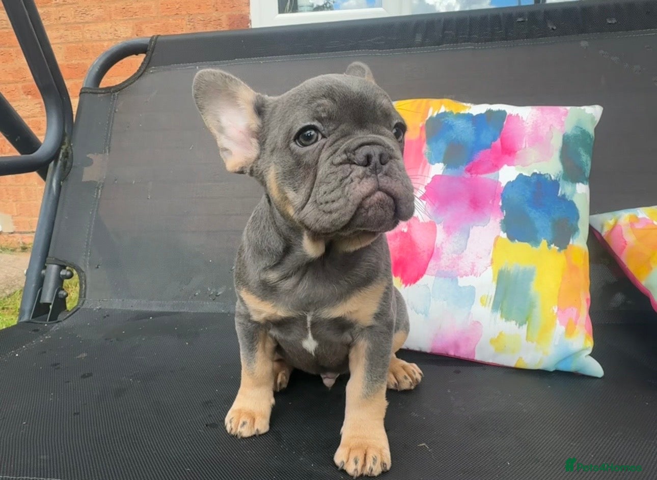 French Bulldog dogs for sale: Frenchie Puppies Ready to go now  in Halesowen - Advert 2