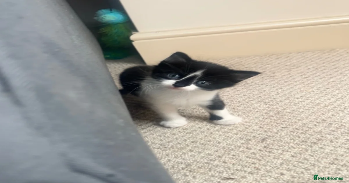 kittens-for-sale-in-winchester-hampshire-pets4homes