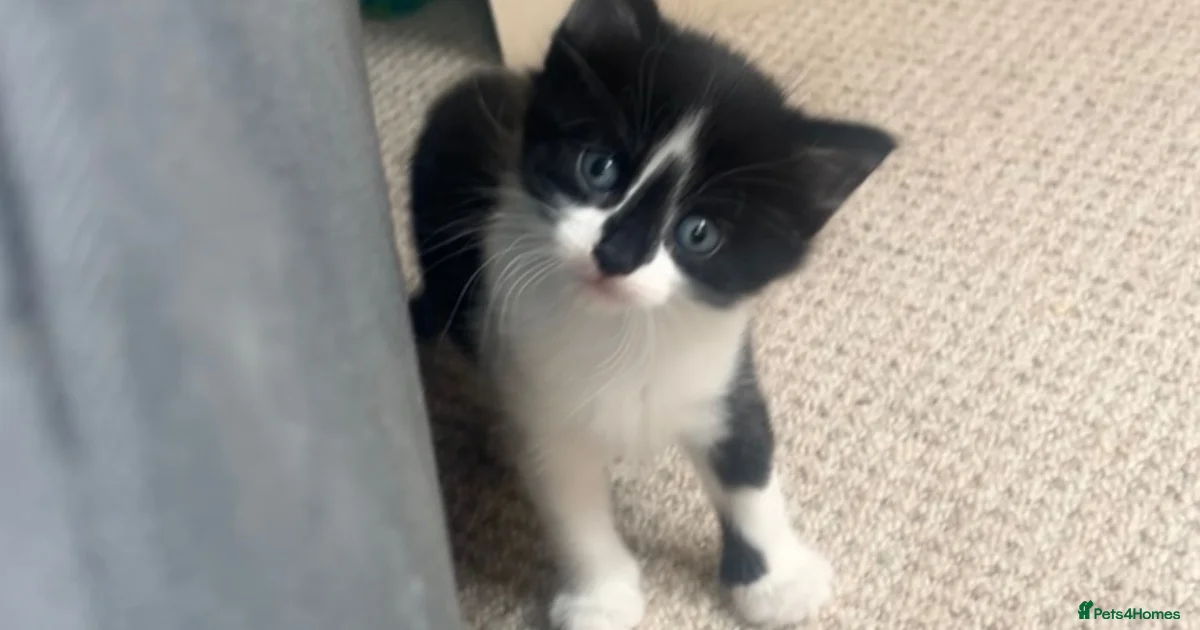Kittens For Sale In Winchester Hampshire Pets4Homes kittens-for-sale-in-winchester-hampshire-pets4homes