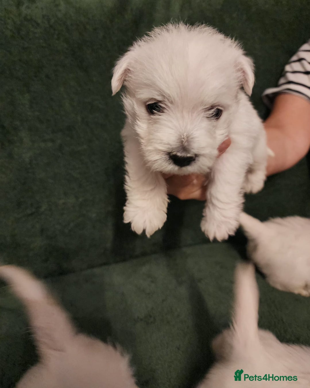 West Highland Terrier dogs for sale: Beautiful west highland terrier puppies 🐶  - Advert 7