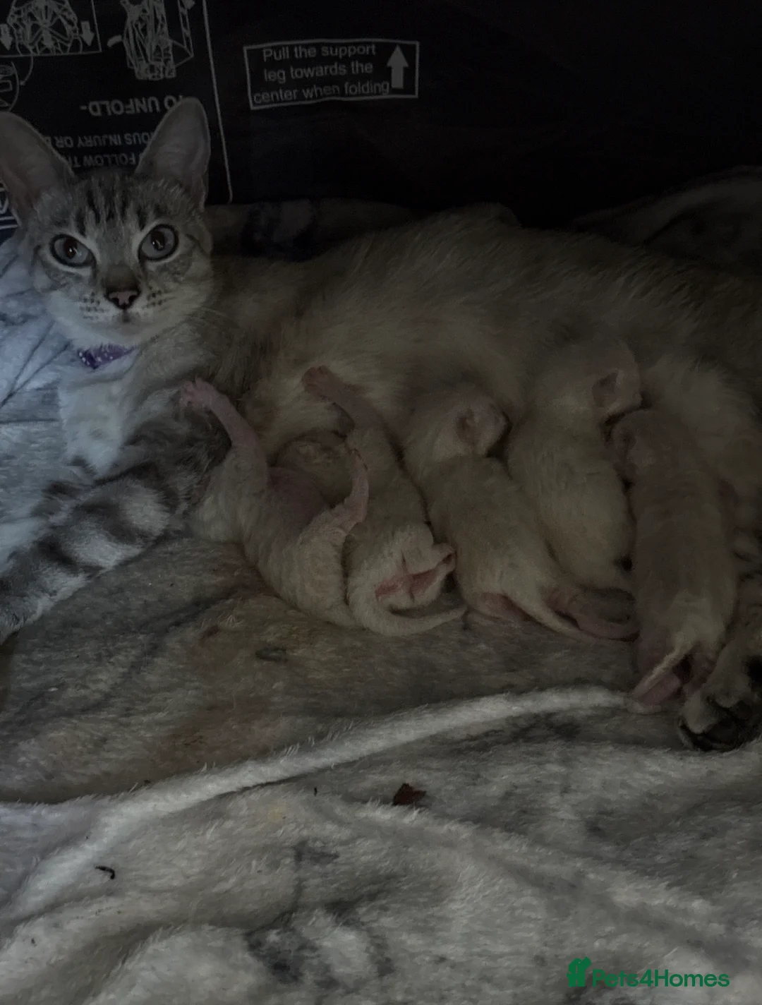 Bengal cats for sale: Snow/Leopard Bengal Kittens - Advert 2