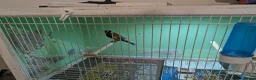 Finches birds for sale: Goldfinch cock siskin hen Goldy mule  in Peterborough - Advert 2