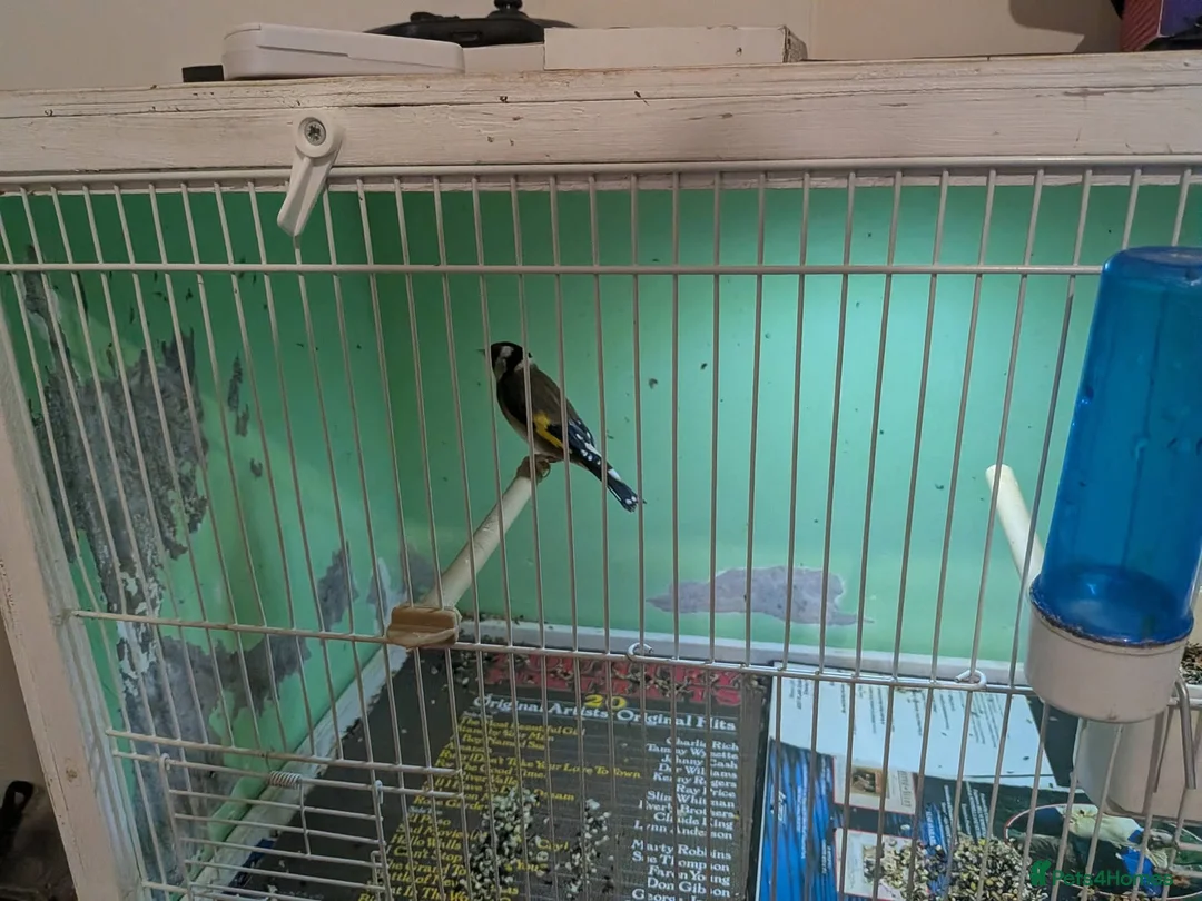 Finches birds for sale: Goldfinch cock siskin hen Goldy mule  in Peterborough - Advert 2