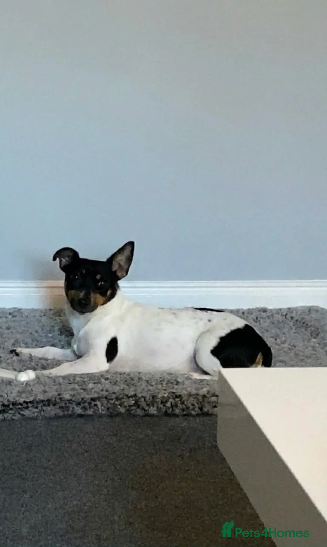 Jack Russell dogs for sale: Beautiful miniature Jack Russell‘s - Advert 6