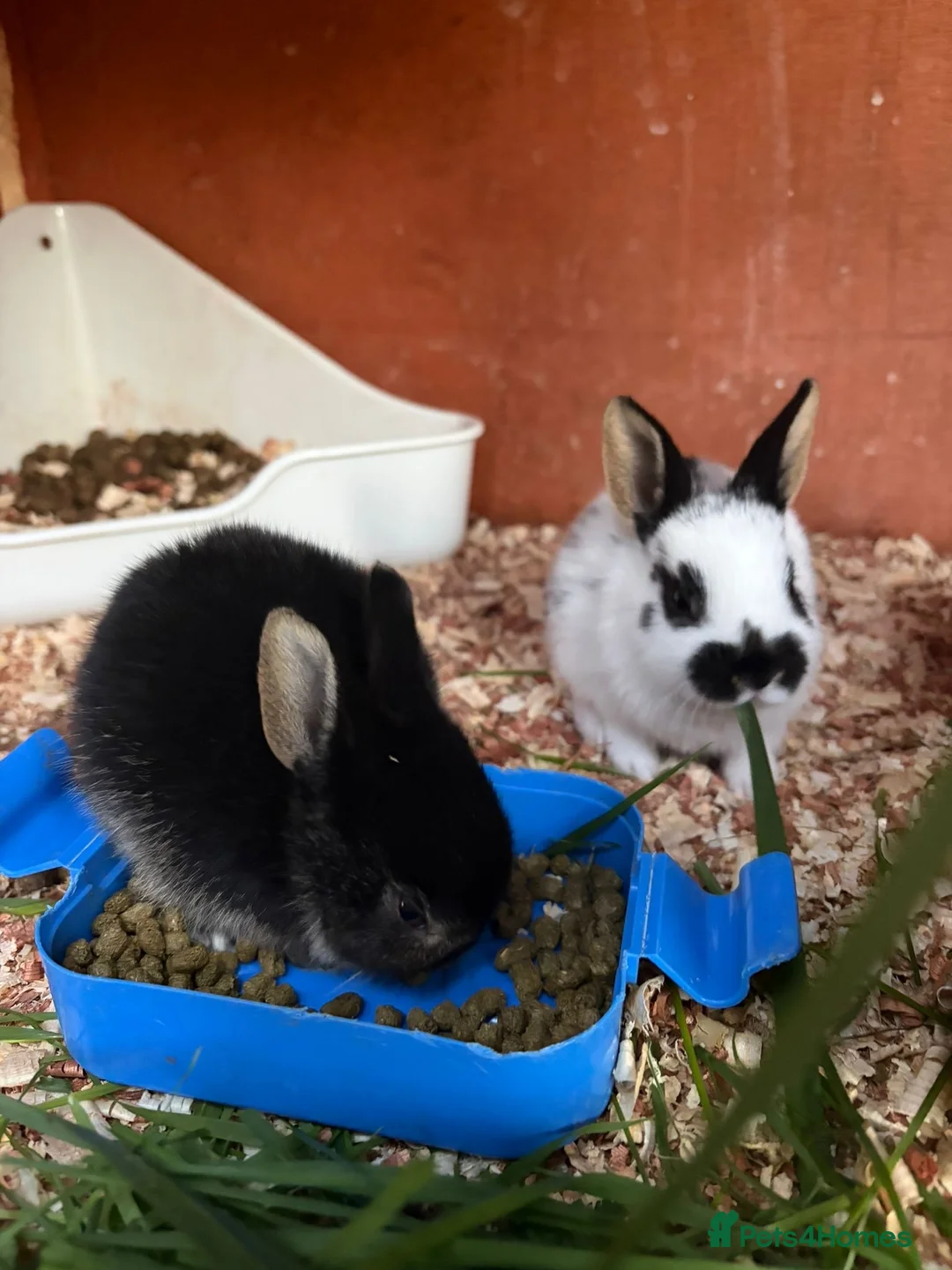 Mixed Breed rabbits for sale: Mini English Rex bunnies - Advert 5