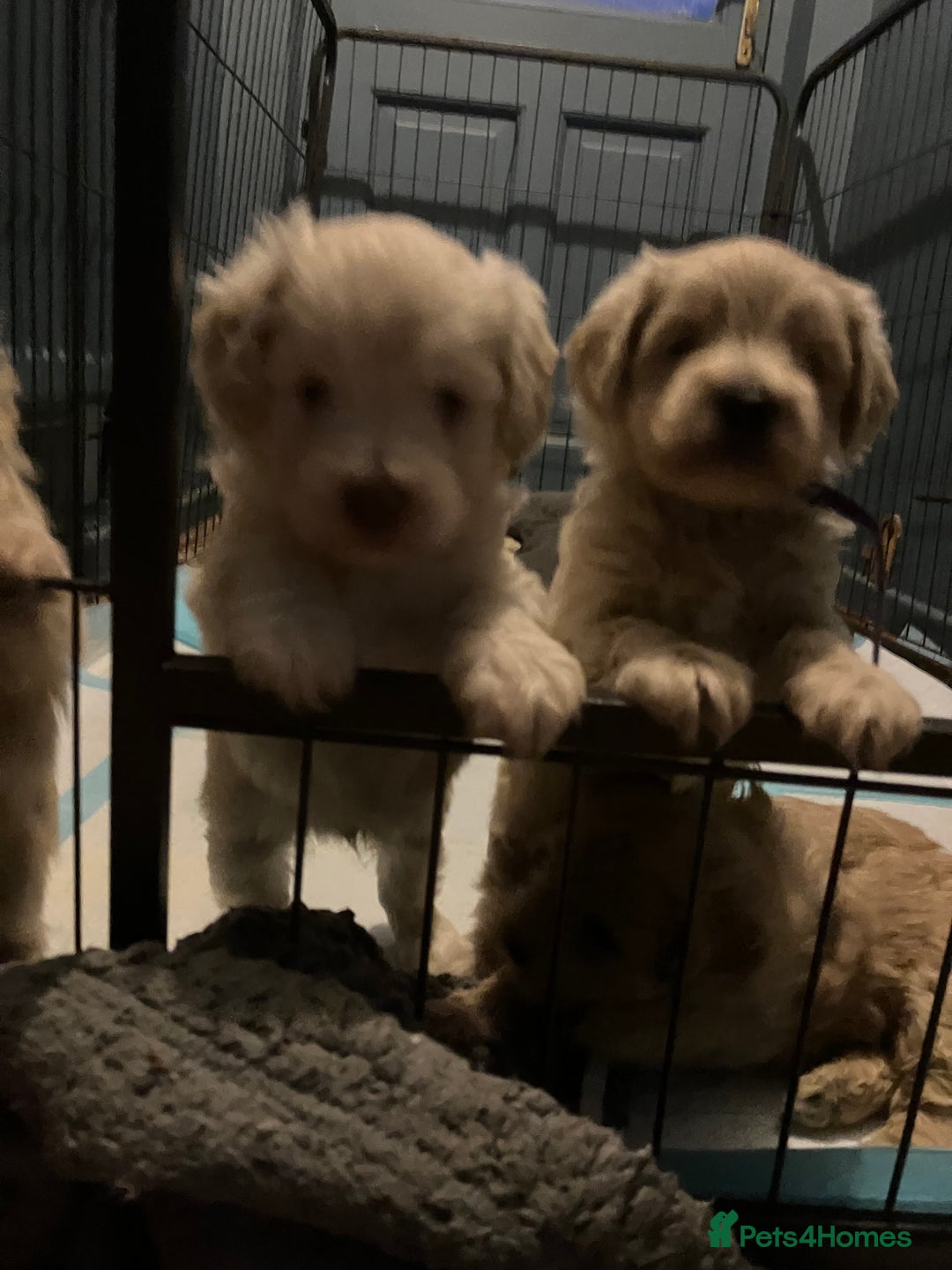 Schnoodle dogs for sale: Schnoodle puppies 3 available from a litter of 5 - Advert 7