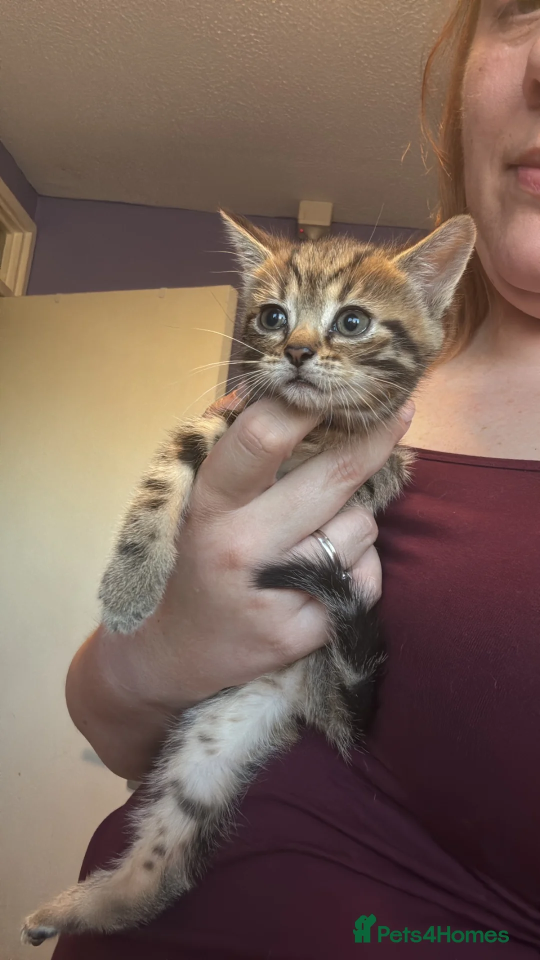 Mixed Breed cats for sale: Ready to leave  - Advert 7
