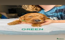 Goldendoodle dogs for sale: 🌟F1B Standard Goldendoodle Puppies in Merthyr Tydfil - Image 8