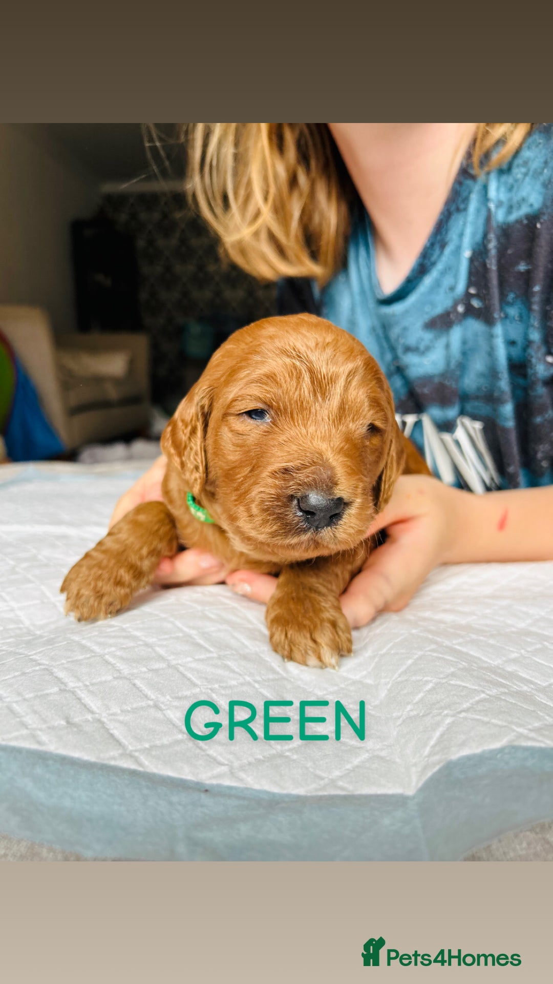 Goldendoodle dogs for sale: 🌟F1B Standard Goldendoodle Puppies in Merthyr Tydfil - Image 8