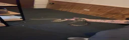 Python Snake reptiles for sale: Bredli python female cb24 in Blackpool - Advert 4