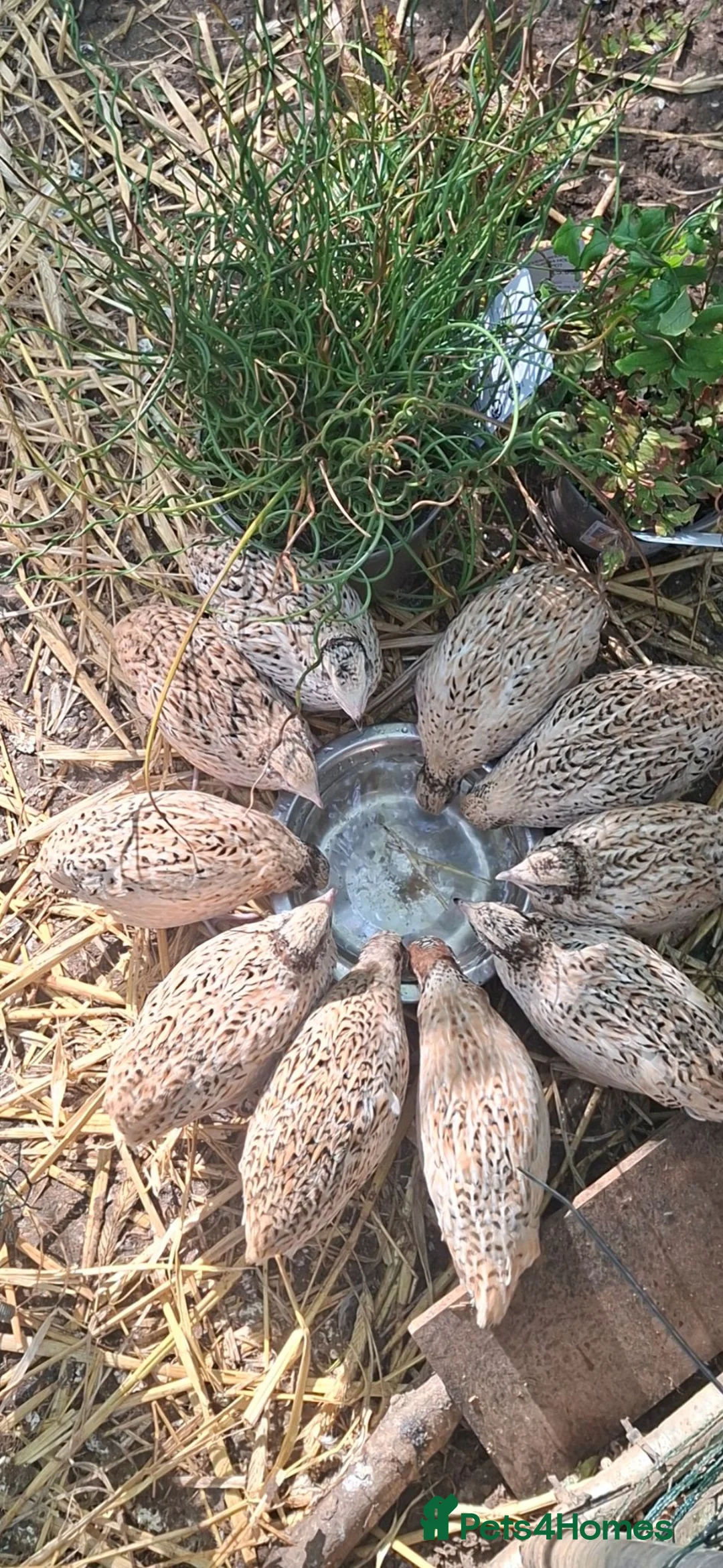 Quail poultry for sale: Quail hatching eggs and chicks  - Advert 2