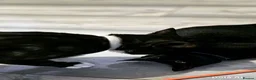 Domestic Shorthair cats for sale: Beautiful Black Kitten Looking for a Loving Home  - Advert 5