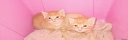Mixed Breed cats for sale: Two beautiful ginger male kittens  - Advert 3