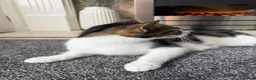 Domestic Shorthair cats for sale: 2 year old female cat  in Rotherham - Advert 2