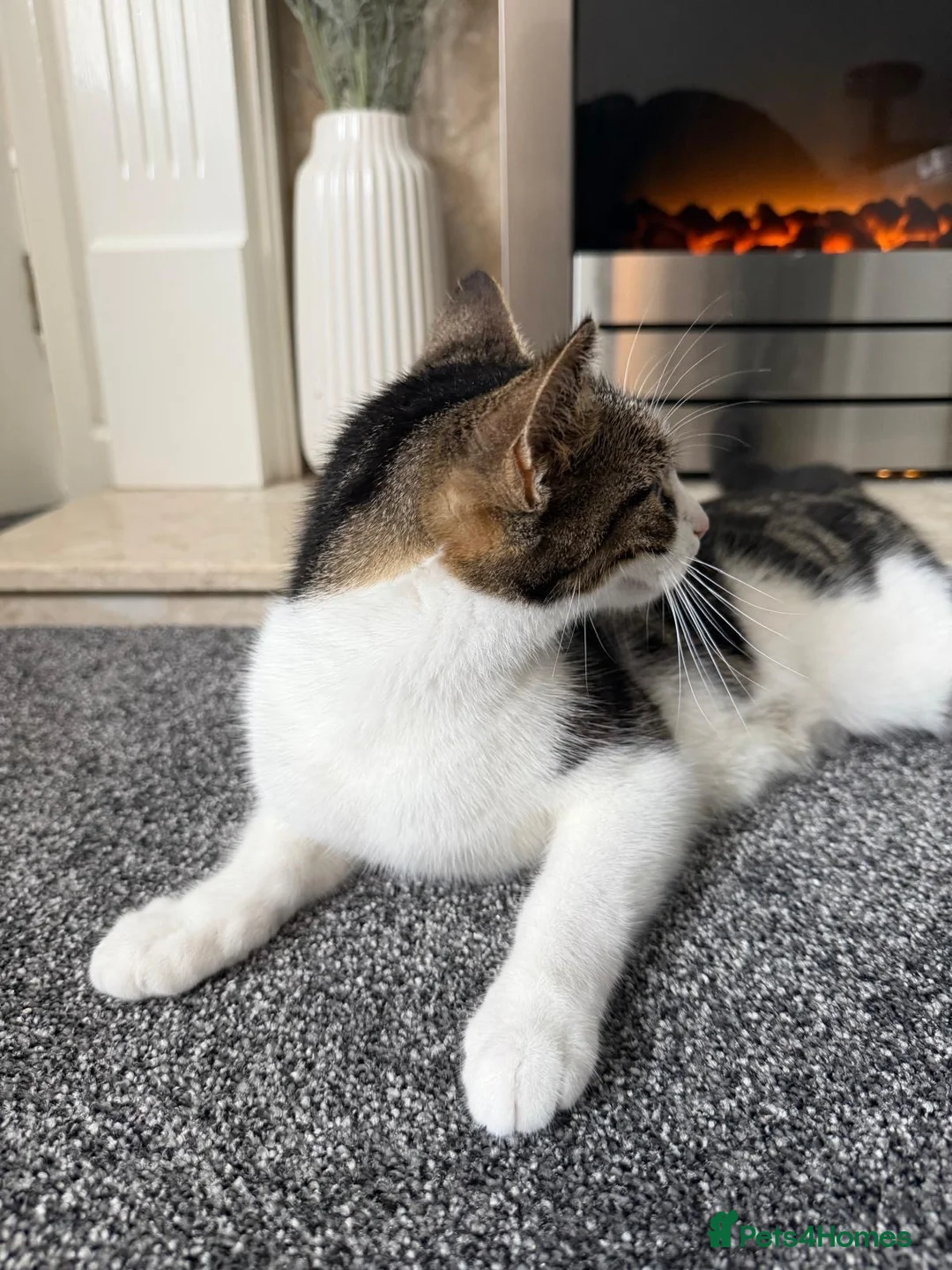 Domestic Shorthair cats for sale: 2 year old female cat  in Rotherham - Advert 2