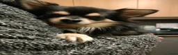 Chihuahua dogs for stud: Stud chihuahua in Exmouth  - Advert 5