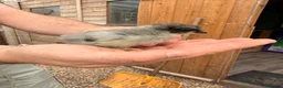 Chickens poultry for sale: Pekin Chicks - Advert 4
