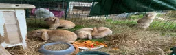 Mini Lop rabbits for sale: Beautiful mini-lop baby rabbits in South Croydon - Advert 7