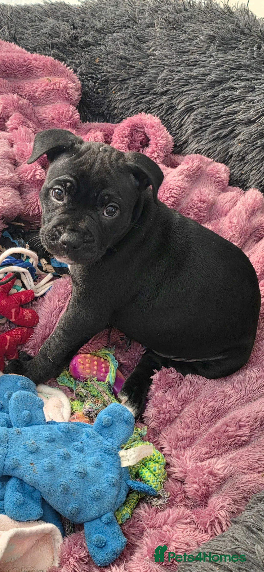 Mixed Breed dogs for sale: Female Staffy X Alapaha Blue Blood Bulldog Pups - Advert 23