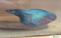 Bettas fish for sale: Betta fish for sale  - Image 2