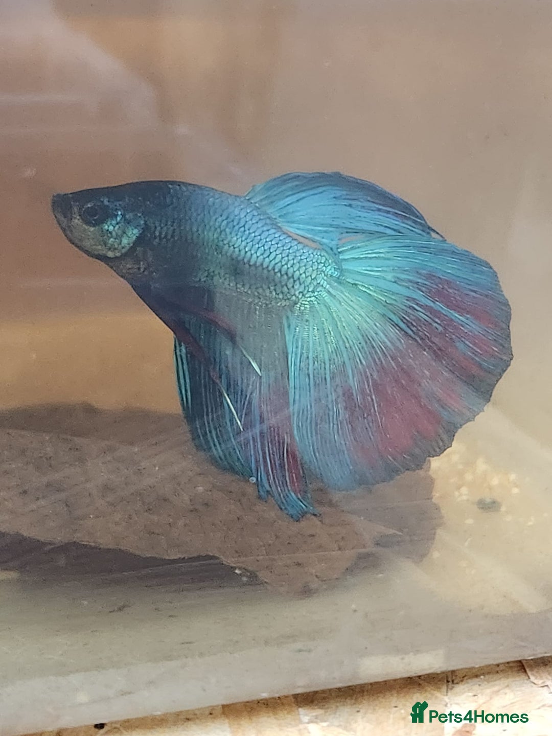 Bettas fish for sale: Betta fish for sale  - Image 2