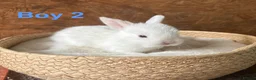 Mini Lop rabbits for sale: Mini lops available to reserve - Advert 5
