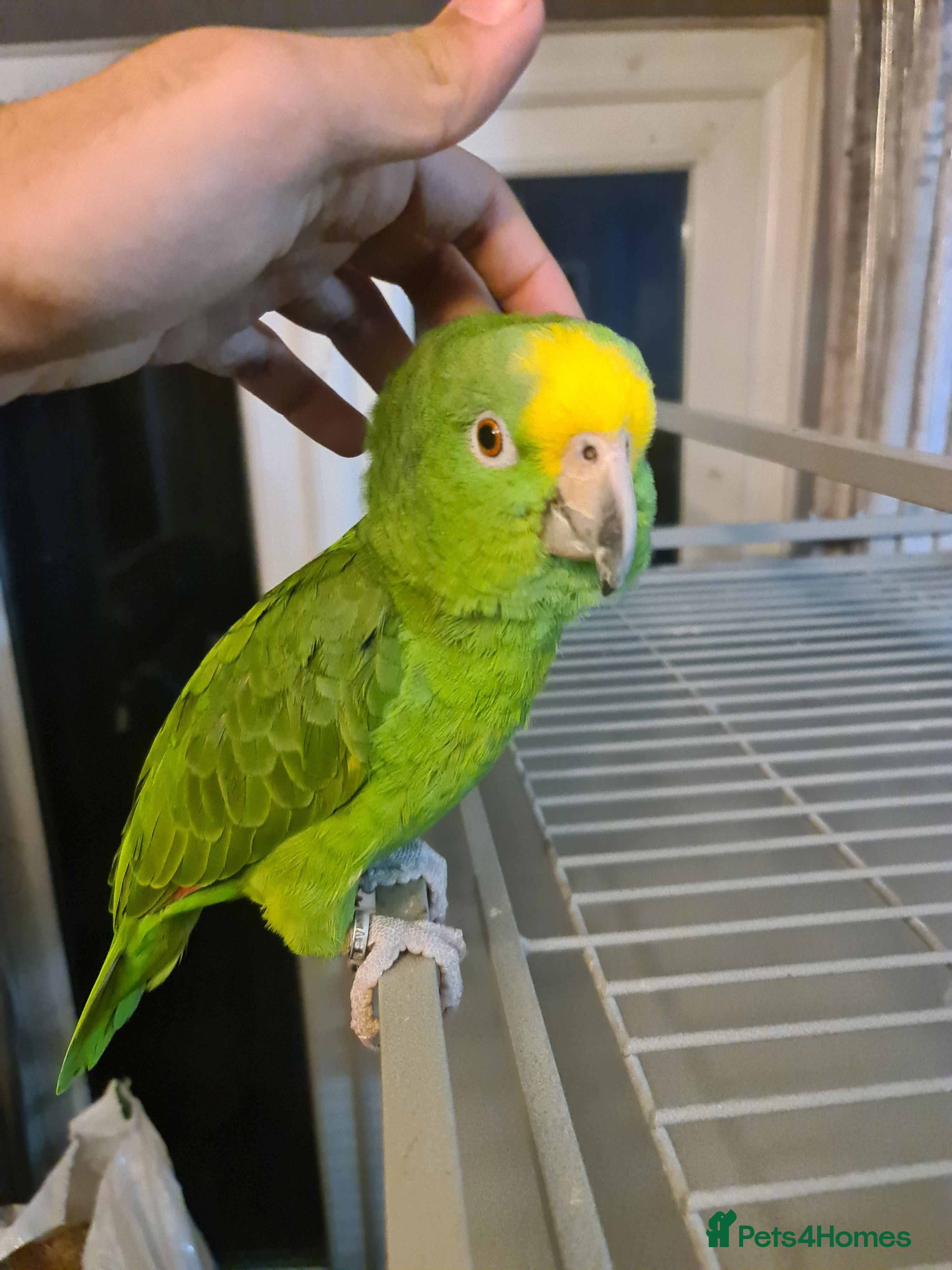 Parrots birds 6 year old talking parrot  - Advert 12