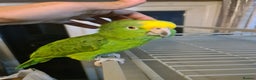Parrots birds for sale: 6 year old talking parrot  - Advert 1