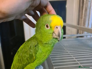 Parrots birds 6 year old talking parrot - Advert 17