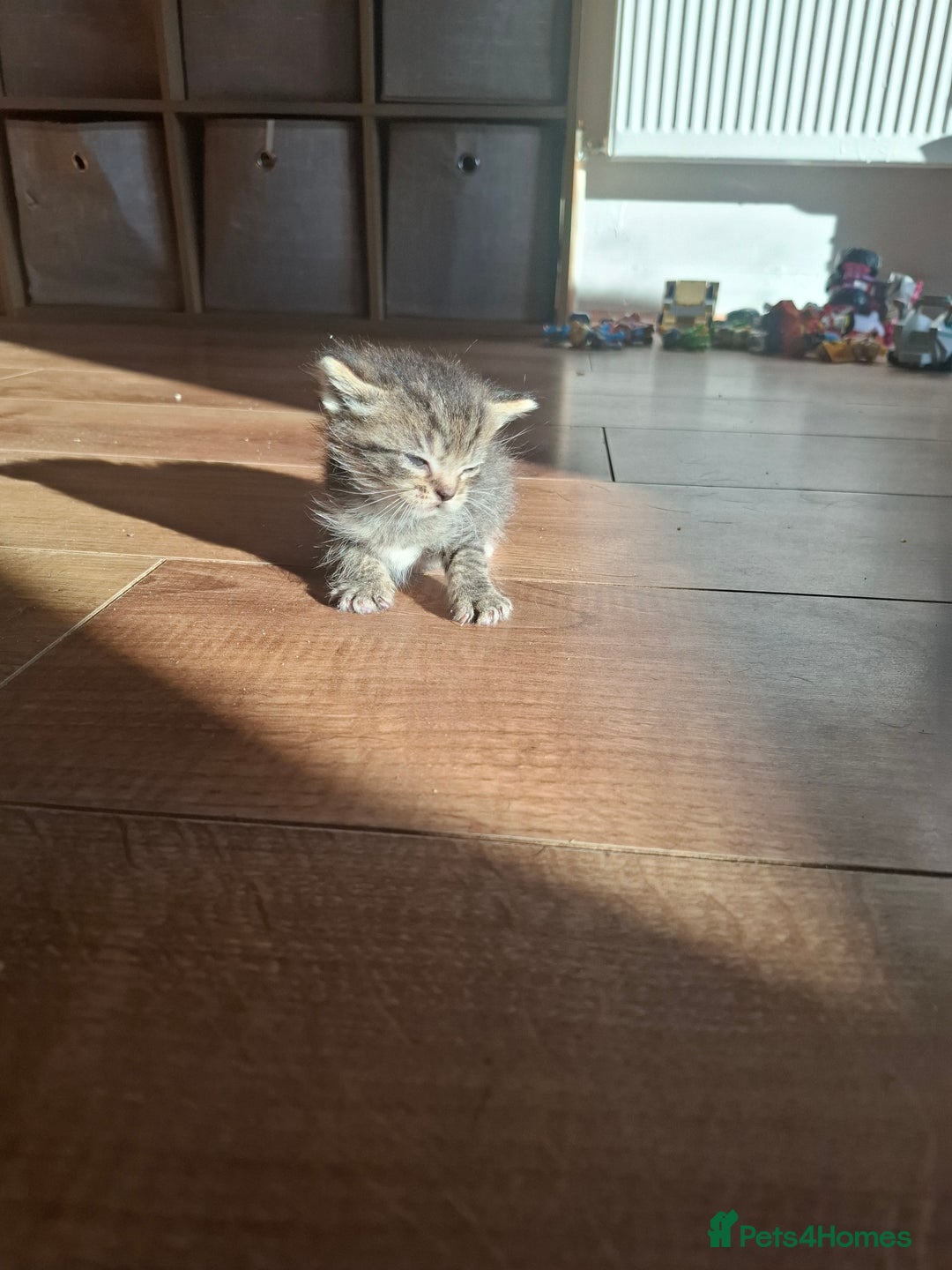 Mixed Breed cats for sale: Mixed colour kittens  - Image 26