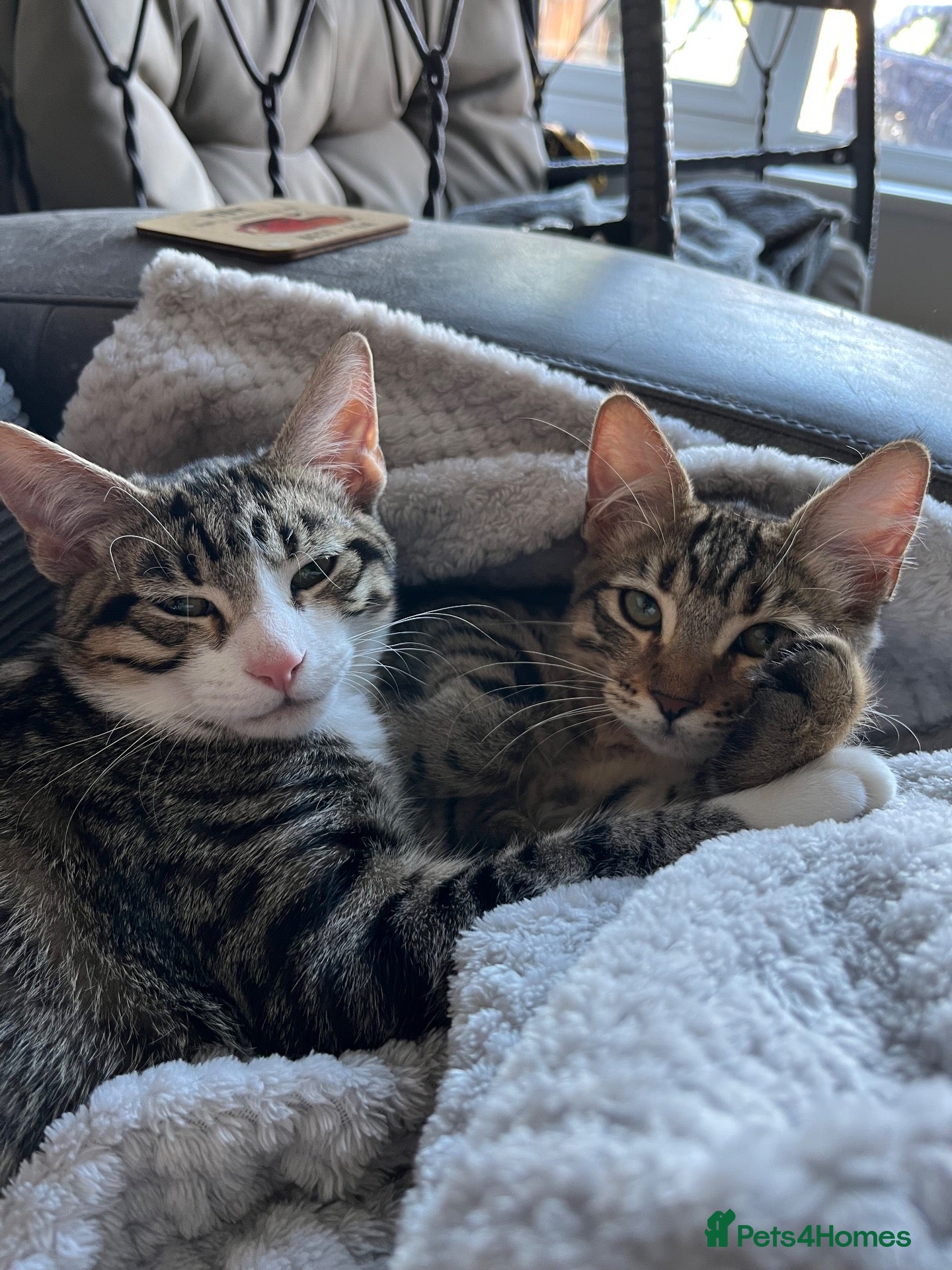 Mixed Breed cats PAIR OF KITTENS- Must go together  - Advert 1