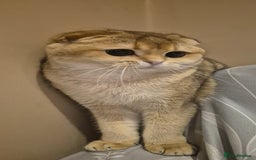 Scottish Fold cats for sale: Beautiful registered Scottish fold girl - Image 3