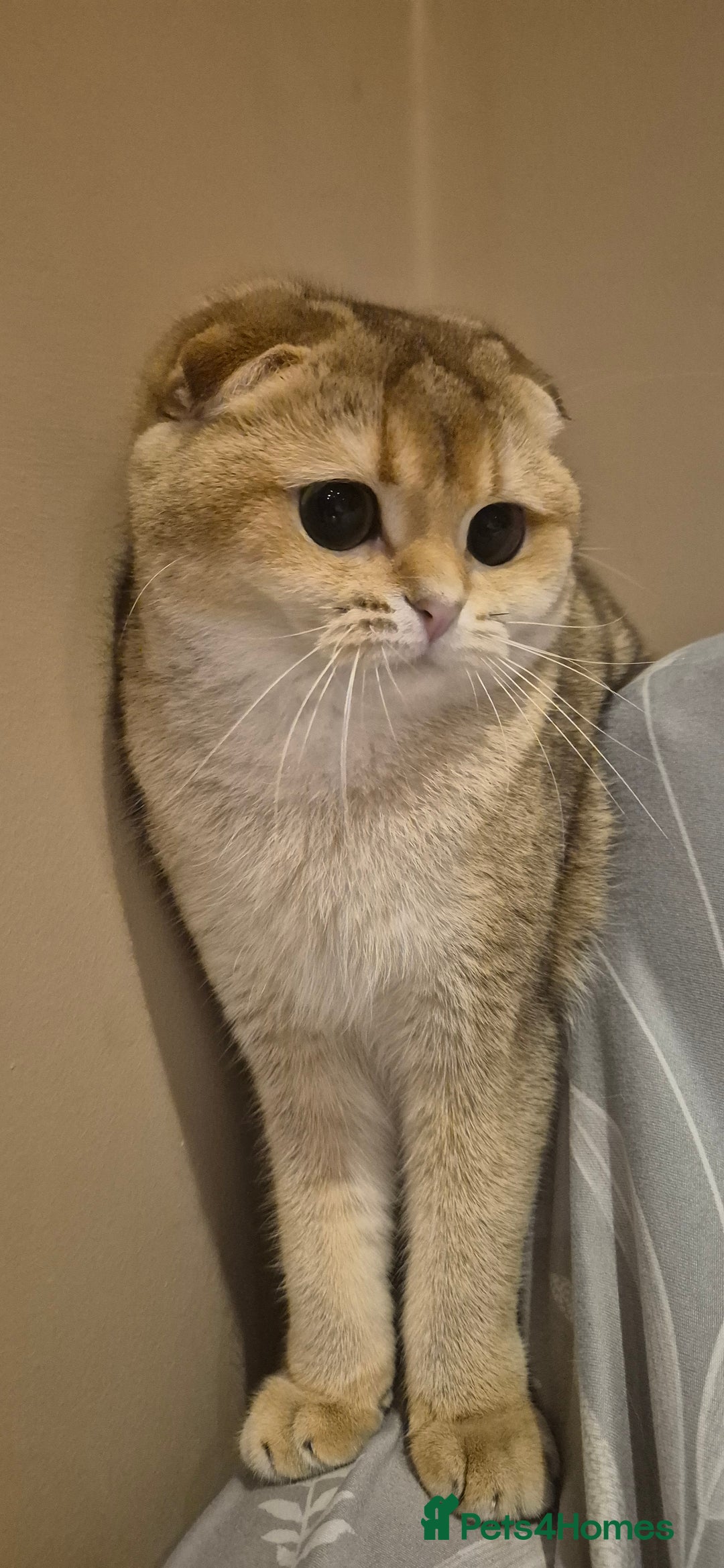Scottish Fold cats for sale: Beautiful registered Scottish fold girl - Image 3
