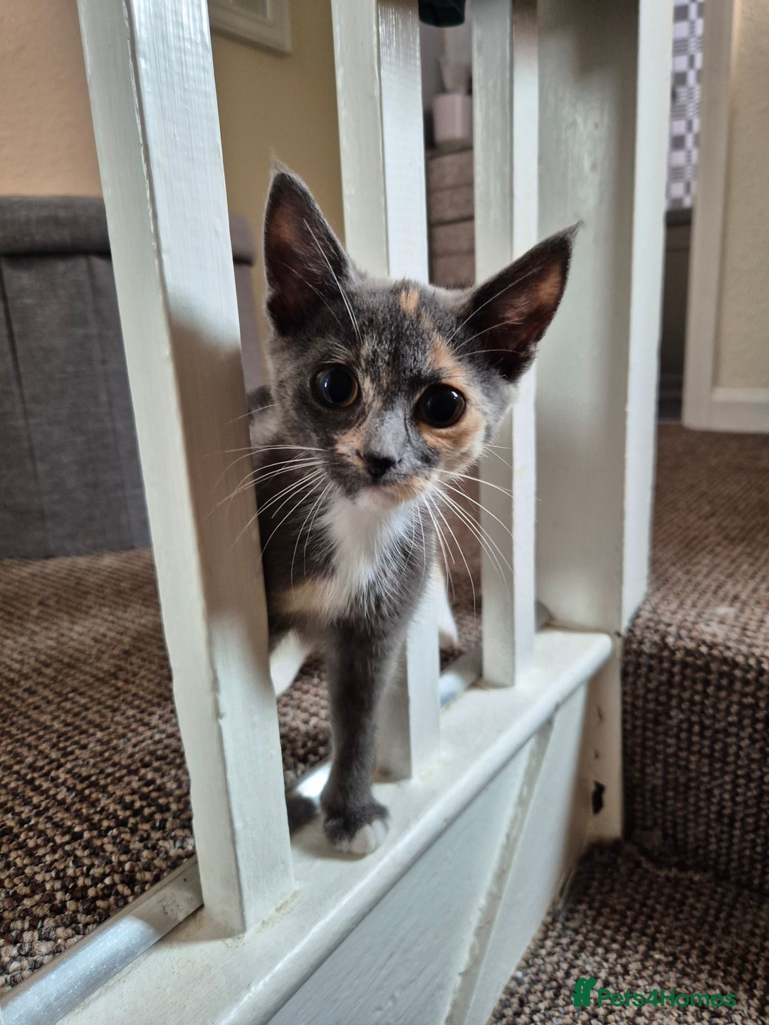 Mixed Breed cats for sale: Mixed breed kitten - Advert 4