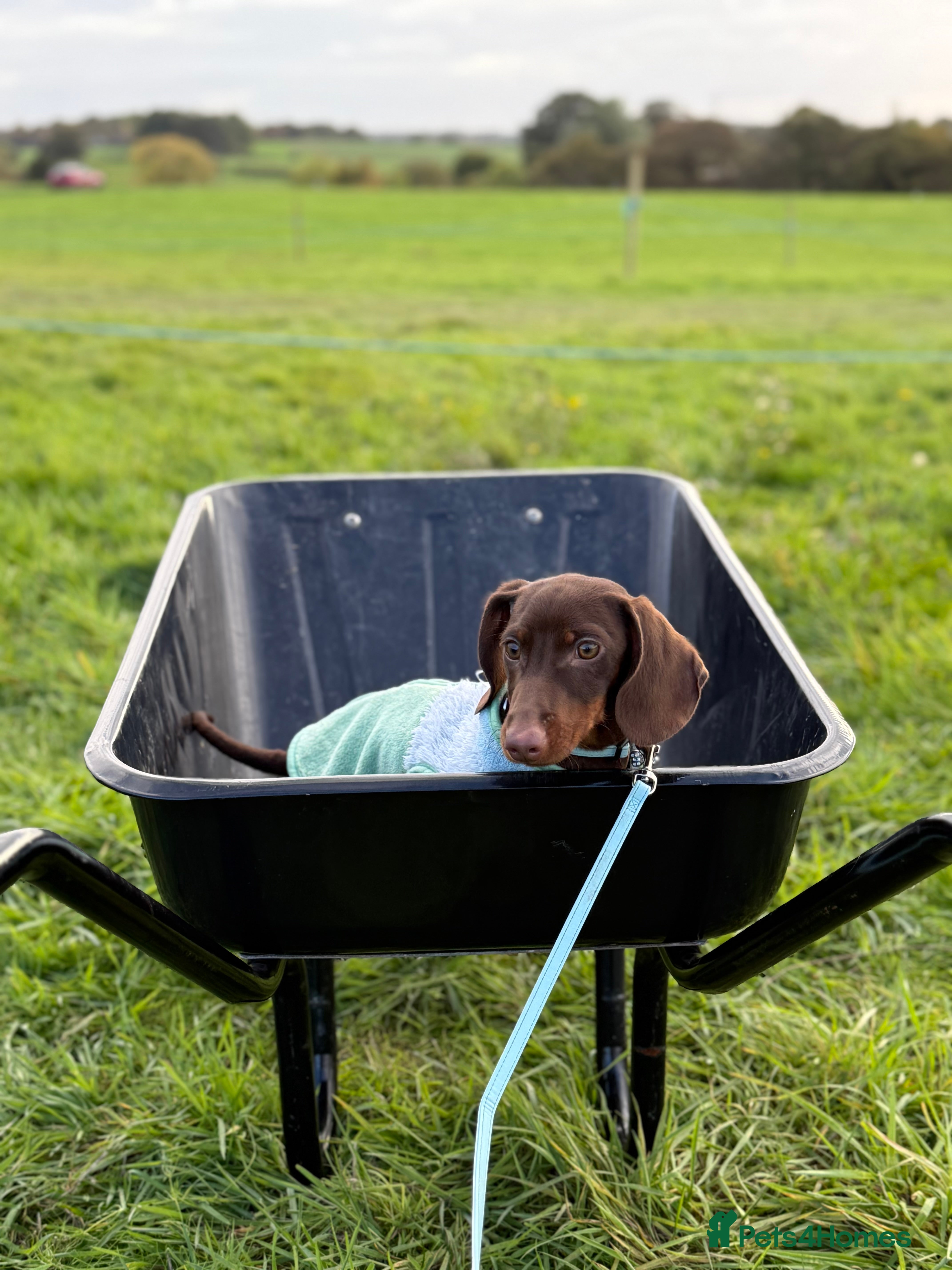 Miniature Dachshund dogs 6 months miniature dachshund - Advert 1