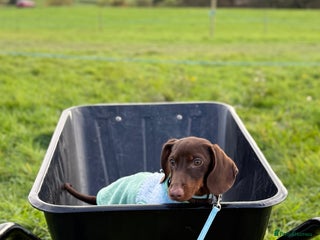 Miniature Dachshund dogs 6 months miniature dachshund - Advert 1