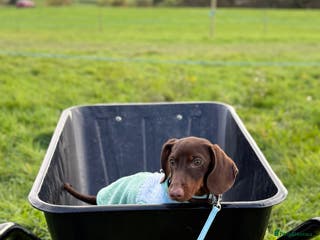 Miniature Dachshund dogs 6 months miniature dachshund - Advert 18