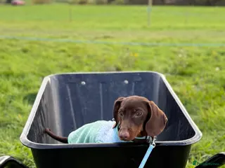 Miniature Dachshund dogs 6 months miniature dachshund - Advert 17