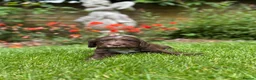 Cocker Spaniel dogs for sale: Royal cocker spaniel puppy’s  in Cranbrook - Advert 6