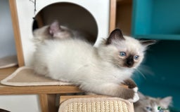 Ragdoll cats for sale: 🐾 LAST MALE RAGDOLL AVAILABLE READY TO GO💕 in Taunton - Image 13