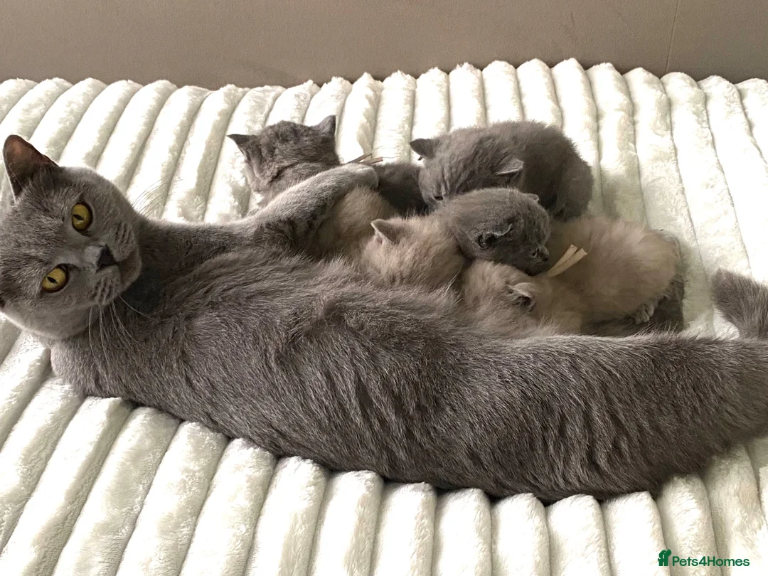 British Shorthair cats for sale: GCCF active/pet British Shorthaired kittens - Advert 12
