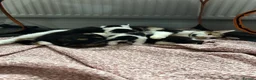 Mixed Breed cats for sale: 2 female kittens in Spalding - Advert 2